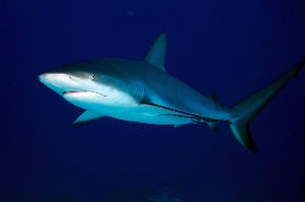 MediaEarth - Bahamas 2017 - DSC02475_rc - Caribbean reef shark - Requin gris des caraibes - Carcharhinus perezi